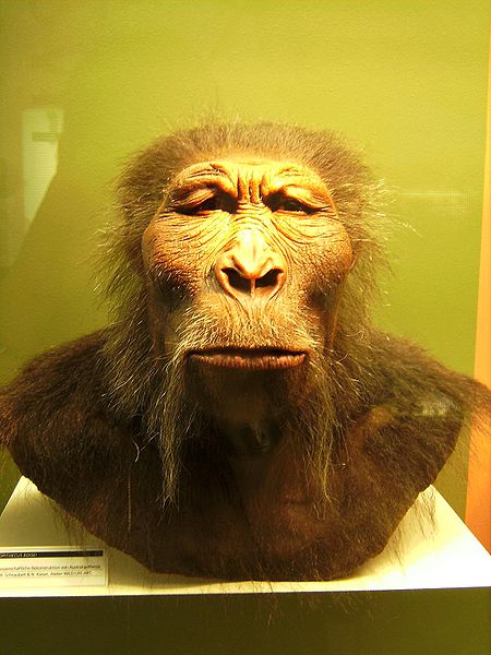 Australopithecus boisei